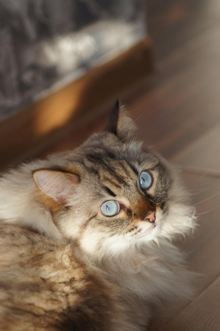 Accessoires pour Chats